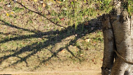 木の陰・影・樹木／나무 그늘, 그림자, 나무／Tree shade/shade/trees