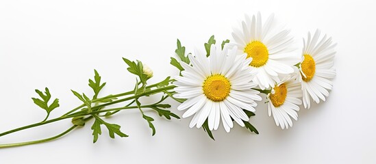 In a serene environment, an Oxeye Daisy stands isolated against a white background, showcasing its beauty as Leucanthemum Vulgare, or Marguerite, a pure white floral spectacle. Its slender green