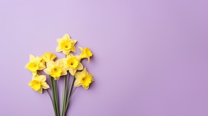 Bouquet of Daffodil flowers on a Lavender background. Beautiful spring flowers. Copy space. Happy Women's Day, Mother's Day, Valentine's Day, Easter. Card.