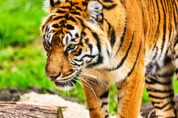 tiger close-up walks on the grass. Animal protection concept