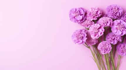 Bouquet of Sweet William flowers on a Pastel Purple background. Beautiful spring flowers. Copy space. Happy Women's Day, Mother's Day, Valentine's Day, Easter. Card.