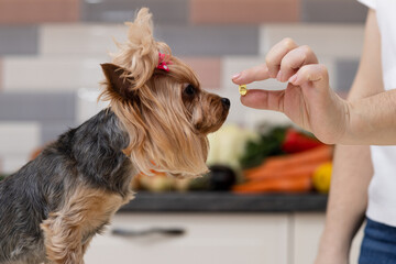 Female nutritionist gives gelatin capsule to Yorkshire Terrier