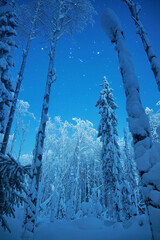 Lapland winter landscape, tree snow winter nature, christmas finland forest, frost mountain, arctic lapland sunset, scandinavia, idyllic north scenery sunrise, fairy tale © angel_nt