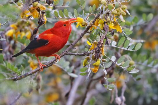 Endangered Hawaiian Iiwi bird eating yellow flowers