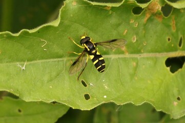 Closeup shot of a sperb ant-hill hoverfly on a green leaf ,  Xanthogramma pedissequum