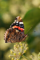 Vertical closeup on a red admiral butterfly, Vanessa atalanta feeding on a blossoming European evergreen ivy