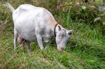 Fototapeta premium A goat grazes in the grass in a pasture