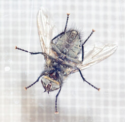 Close-up of a fly on the glass. Macro