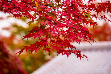 岡城の紅葉