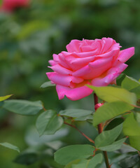 Beautiful pink and green rose flower in the field