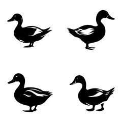 duck isolated on white