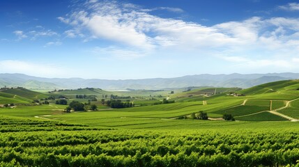 agriculture background wine drink vineyard panorama this illustration field vine, countryside rural, grape ry agriculture background wine drink vineyard panorama this - obrazy, fototapety, plakaty