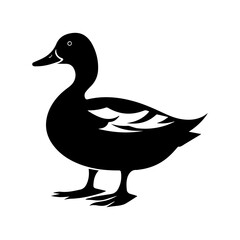 duck isolated on white
