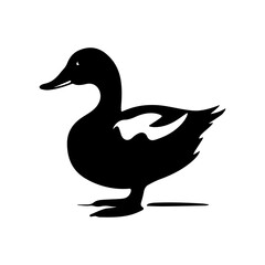 duck isolated on white