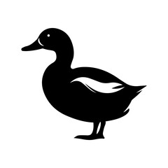 duck isolated on white