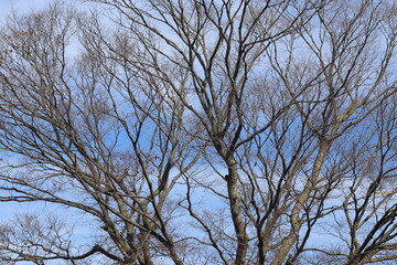 Bare branches of trees against the blue sky in early spring. Closeup of trees without leaves