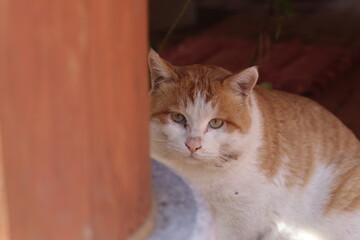 Naklejka na ściany i meble Cute orange cat sitting on the floor in the garden. Selective focus.