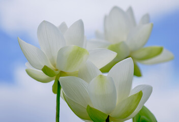 鮮かに咲く白い蓮の花