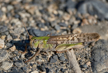 地面で休むトノサマバッタ