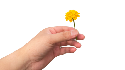hand holding a small yellow flower, flower gift, isolated on transparent background, PNG	
