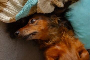 Portrait of red dachshund close up, adorable long haired wiener dog lying on a couch, cute doggy...