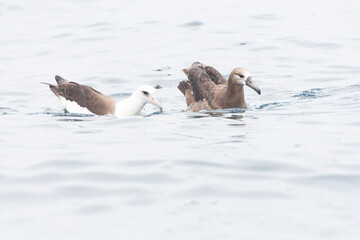 Fototapeta premium Laysan Albatros, Phoebastria immutabilis