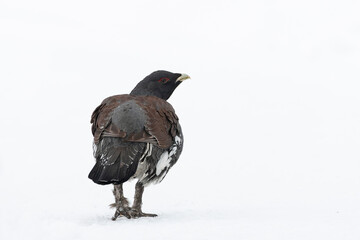 Western Capercaillie, Tetrao urogallus