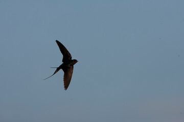 Barn Swallow, Hirundo rustica