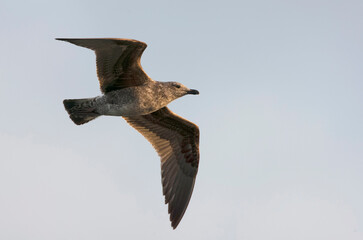 Atlantic Yellow-legged Gull, Larus michahellis atlantis