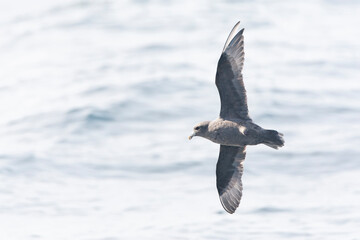 Pacific Fulmar, Fulmarus glacialis auduboni