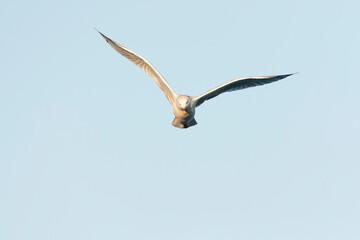 Ring-billed Gull, Larus delawarensis