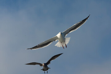 Western Gull, Larus occidentalis