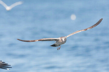 California Gull, Larus californicus