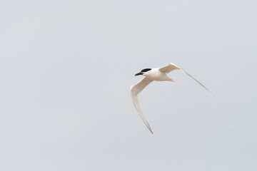 Sandwich Tern, Thalasseus sandvicensis