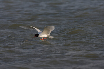Mediterranean Gull, Ichthyaetus melanocephalus