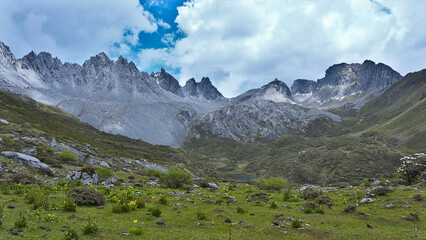 Alpine meadow in the mountains