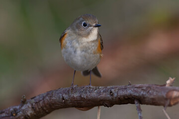 Red-flanked Bluetail, Tarsiger cyanurus