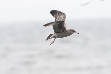California Gull, Larus californicus