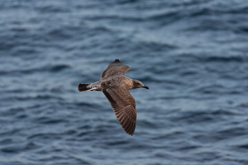 Atlantic Yellow-legged Gull, Larus michahellis atlantis
