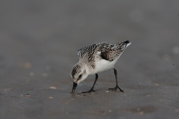 Sanderling, Calidris alba