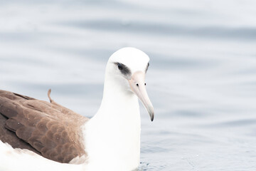 Laysan Albatros, Phoebastria immutabilis