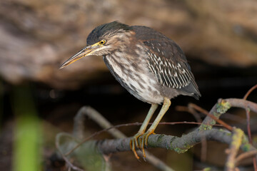 Green Heron, Butorides virescens