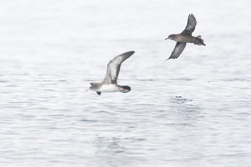 Sooty Shearwater, Ardenna grisea