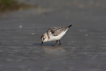 Sanderling, Calidris alba