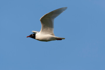 Mediterranean Gull, Ichthyaetus melanocephalus