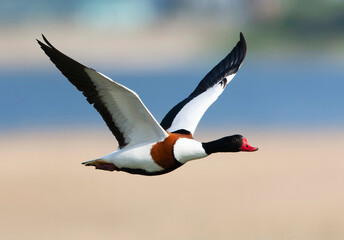 Common Shelduck, Tadorna tadorna