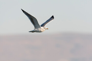 California Gull, Larus californicus