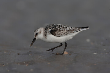 Sanderling, Calidris alba