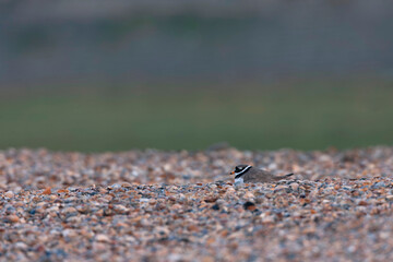 Common Ringed Plover, Charadrius hiaticula