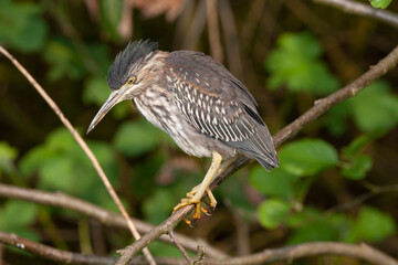 Green Heron, Butorides virescens